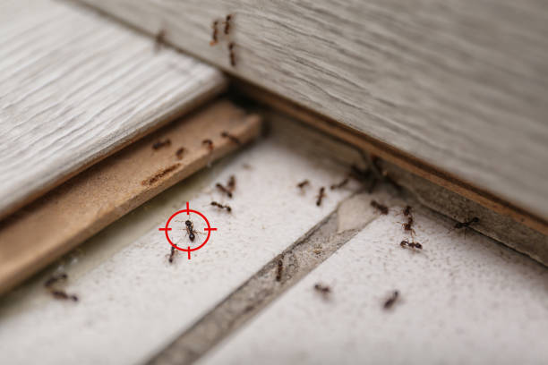 Best Mosquito Control Services  in Pines Lake, NJ