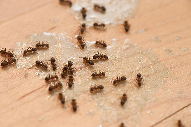 Best Pest Control for Homes  in Pines Lake, NJ